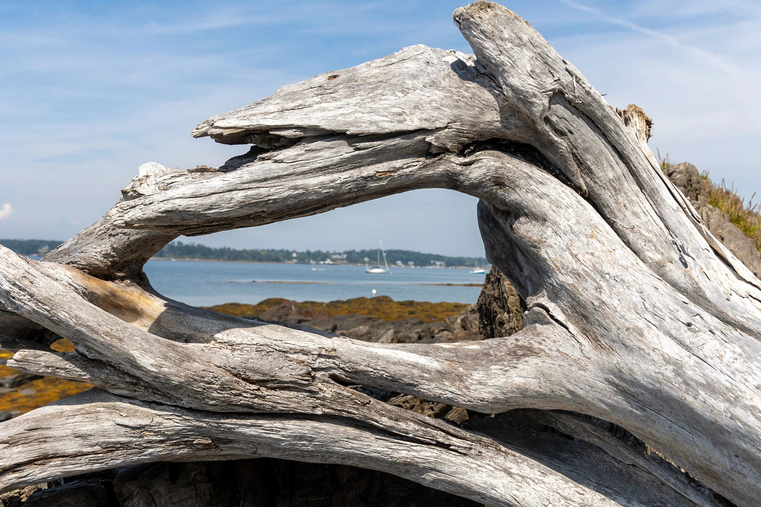 Sailboats in a bay framed by driftwood